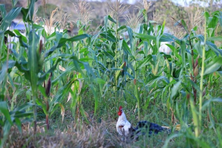 152891269 1215979835522157 1993954524658743184 o 1024x683