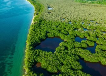aerial,view,of,mangrove,forests,and,the,caribbean,sea,in