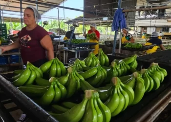 nana banana continua siendo una fuente de empleo para muchos hondurenos