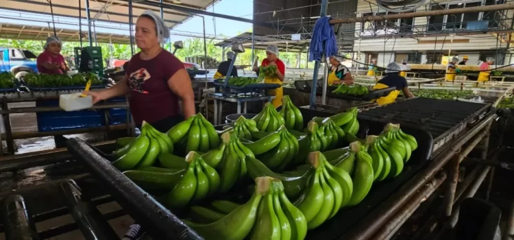 nana banana continua siendo una fuente de empleo para muchos hondurenos