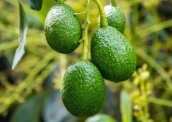 plan nacional del aguacate