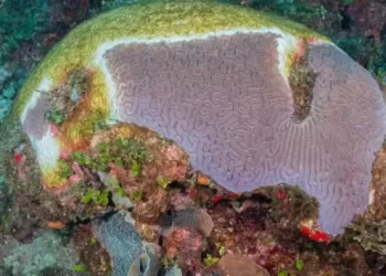 whatsapp image 2024 06 20 at 6.28.32 am 1 750x430 1