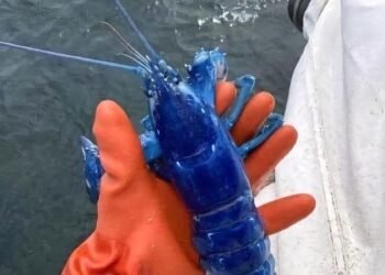 whatsapp image 2024 07 17 at 10.45.57 bc7eb6e7