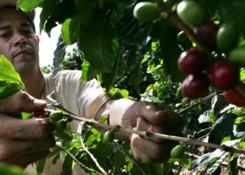 cafe honduras 768x461