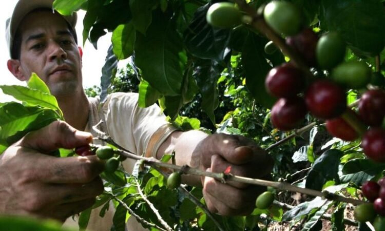 cafe honduras 768x461