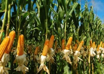 principal cosecha record de maiz no frena crisis alimentaria en honduras segun fao 2024 10 15