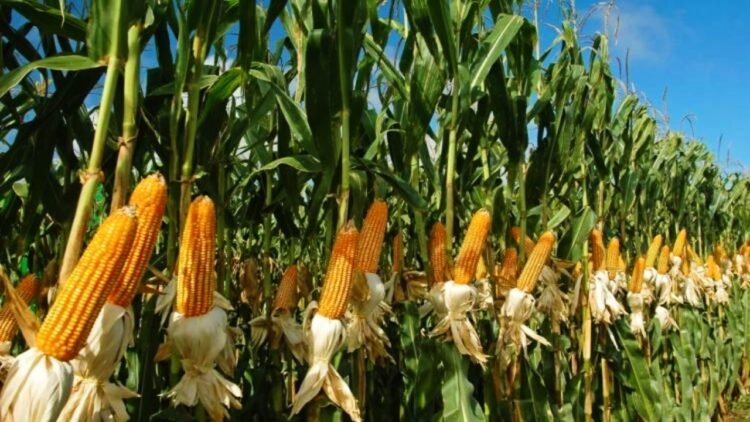 principal cosecha record de maiz no frena crisis alimentaria en honduras segun fao 2024 10 15