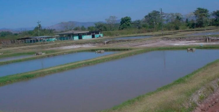 sag reactiva experimento de crias de tilapia 768x393