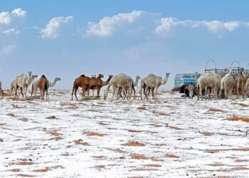 466559716 956858069809289 56146308561512629 n