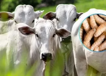gusano 00