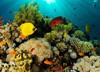 Estudiantes de la UNAH y Científicos de Honduras: Monitoreo del Arrecife Mesoamericano