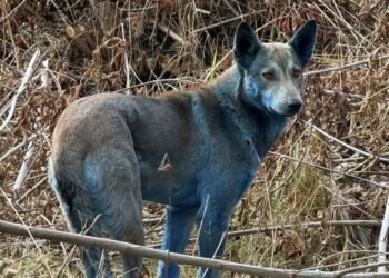 Avistan perros con pelaje azul en Chérnobil
