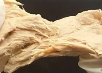 El hongo con sabor a carne que contamina mucho menos: promete ser la proteína del futuro