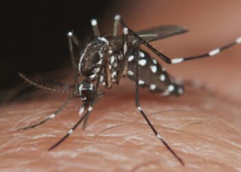 Ministerio de Salud de Chile confirma presencia de mosquito que transmite dengue: hay alerta sanitaria de Arica a Los Ríos