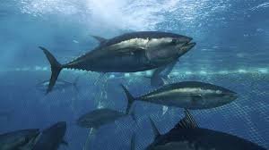 Panamá vuelve a exportar atún a EE.UU. Imagen cortesía de: telemetro.com