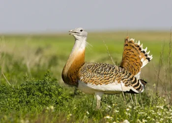 Avutardas