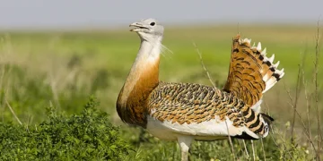 Avutardas
